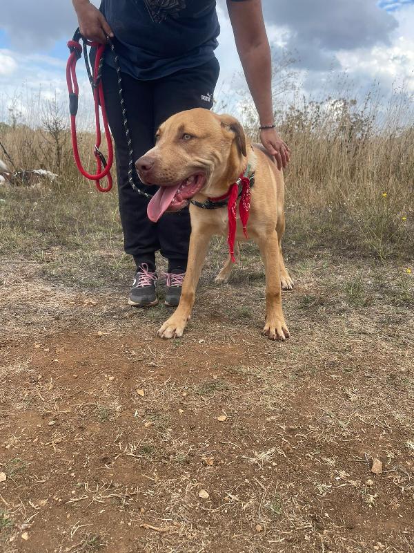 Tai, cucciolone mix pitbull 7 mesi Foto 7